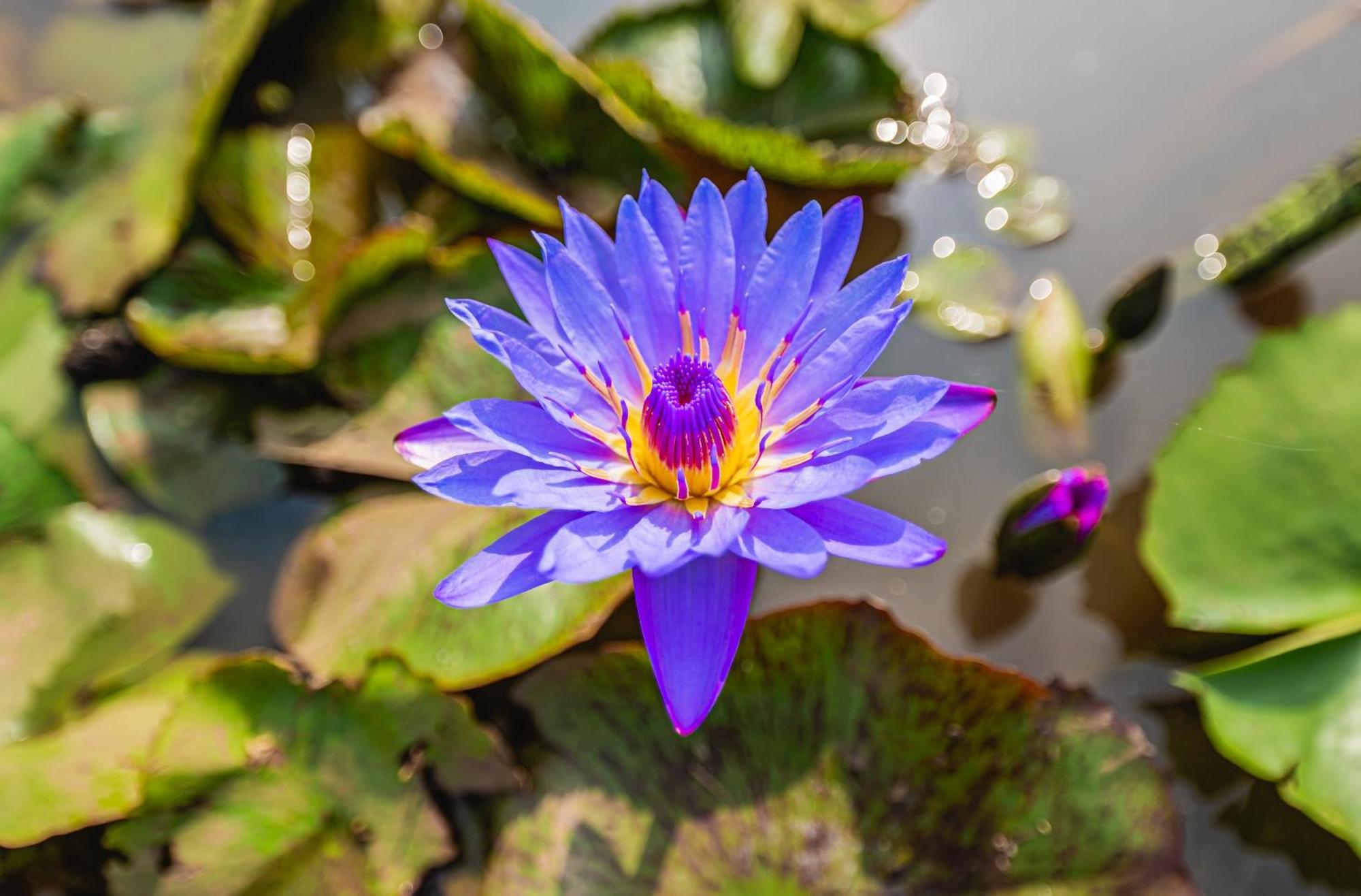 ホテル Lotus Leaf Pali  エクステリア 写真