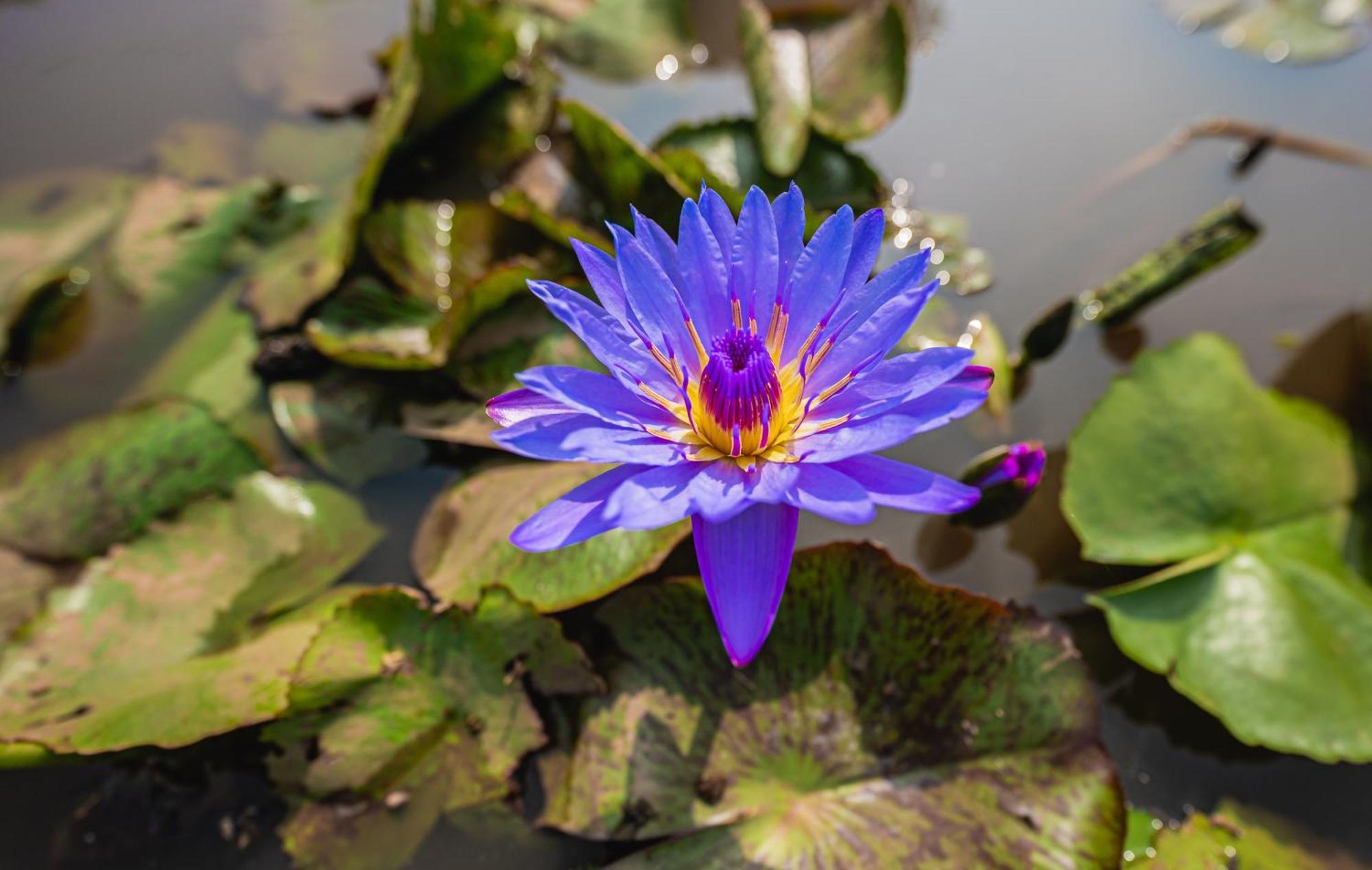 ホテル Lotus Leaf Pali  エクステリア 写真